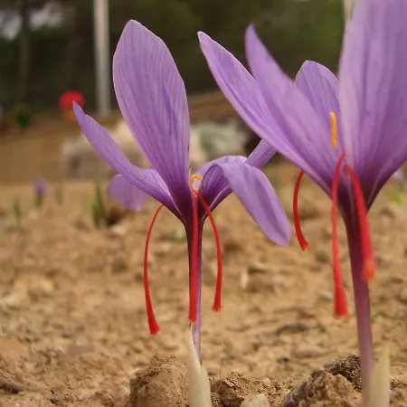 Casilla Del Pinar Daroca