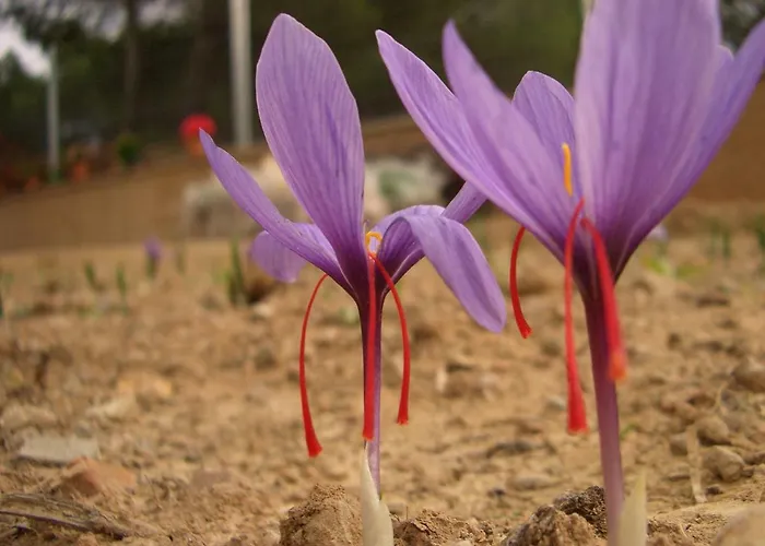Casilla Del Pinar Daroca